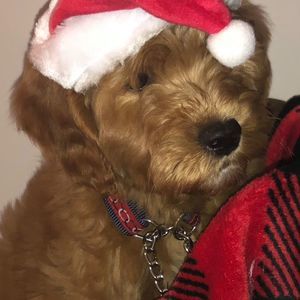 Meet your Posher, Joelle